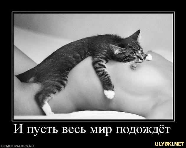Вы кот
