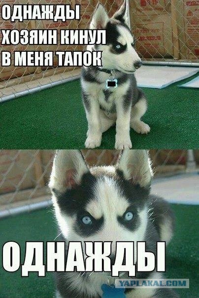 Всегда думал,что эти хаски очень странные