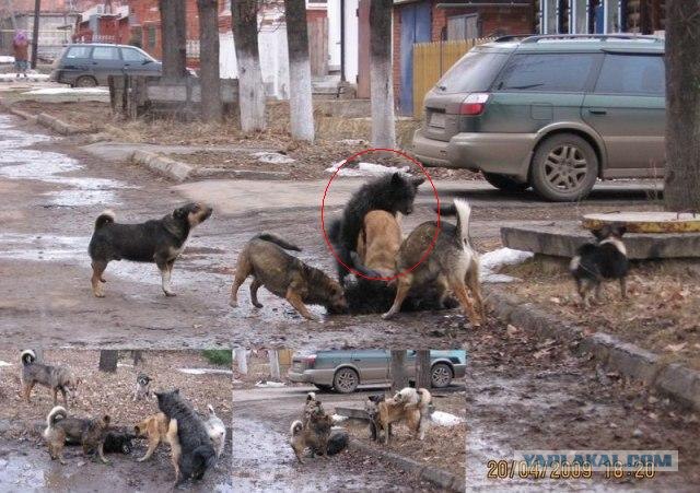 Россия в демотиваторах глазами иностранцев