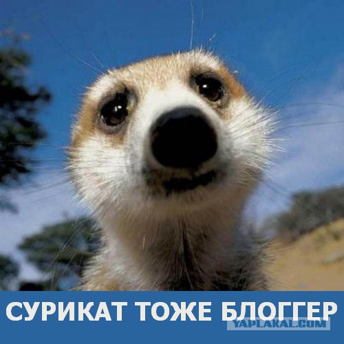 Лемурьей мудрости пост