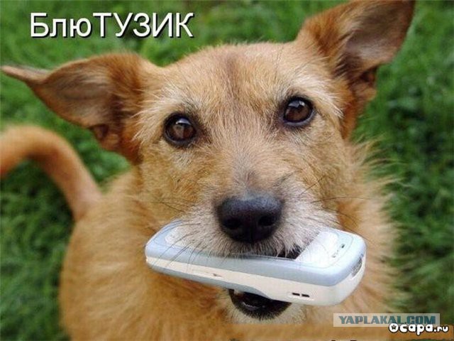 Немного братьев наших меньших! ЧЕТВЕРГ