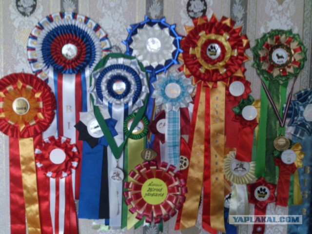 Когда кто-то плюсует твой заминусованый пост