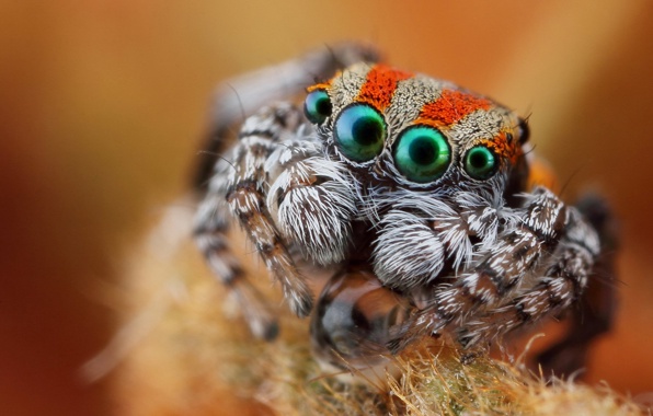 Глаза паука при макросъемке