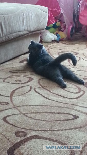 Котовторник 15-09-2015 !
