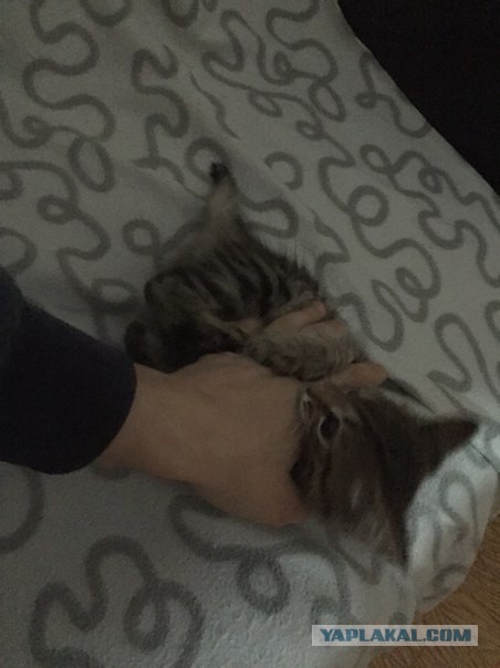 Котовторник 13.10.2015