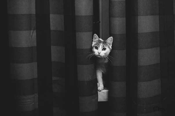 Котовторник 01.12.2015