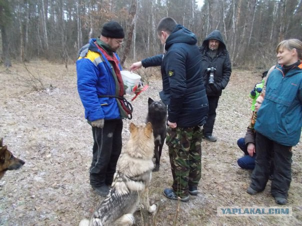 Прогулка с волками