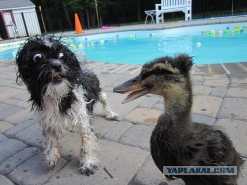 Прикольные картинки