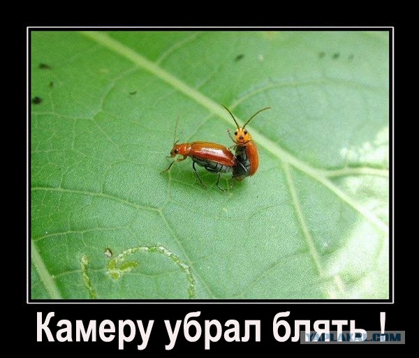 Абсурдный юмор ч.2