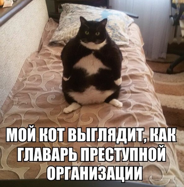 Картинки из ваших этих итернетов...