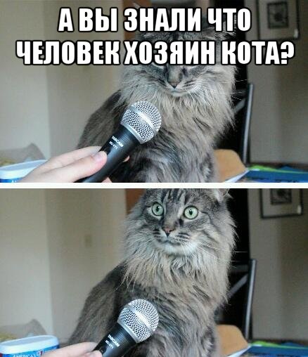 Мой кот, мои правила!