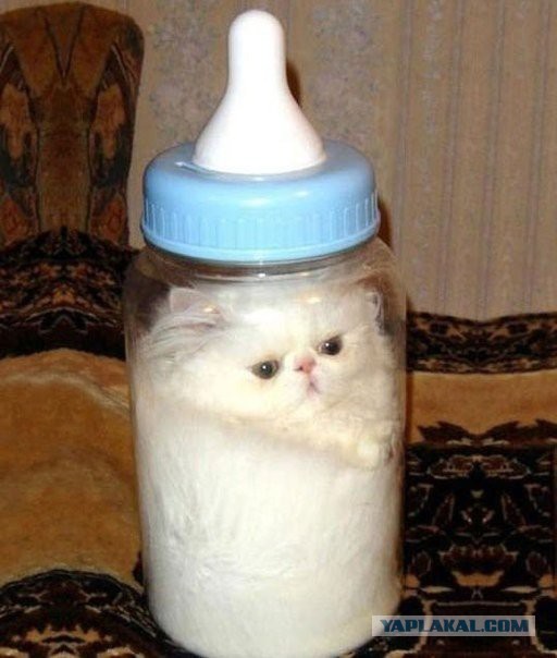 Очередное доказательство того, что коты - это жидкость