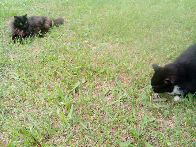 Котовторник 09.08.2016