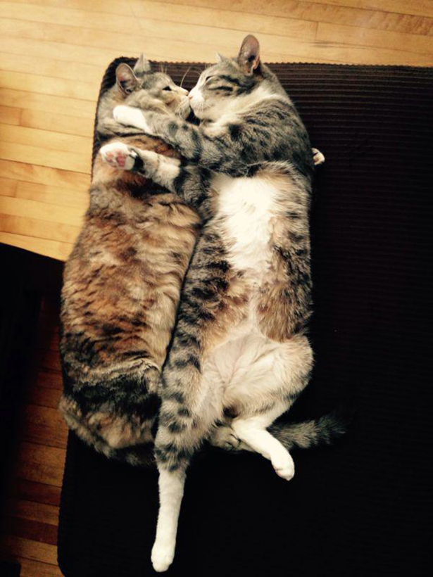 Коты из сети