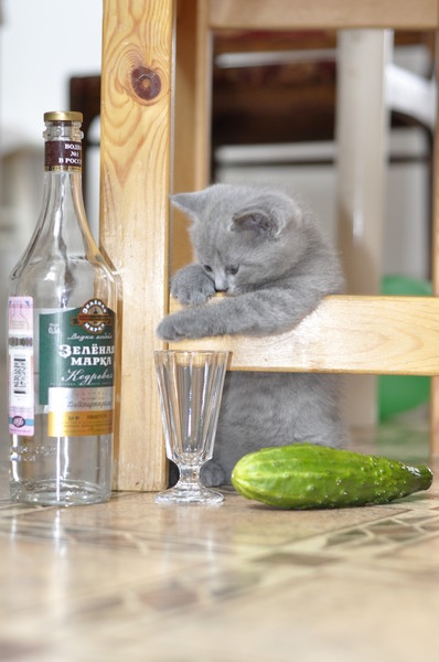 Коты из сети