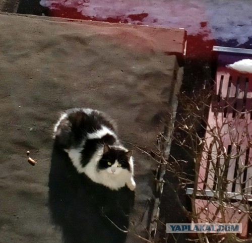 Котовторник 10.01.2017
