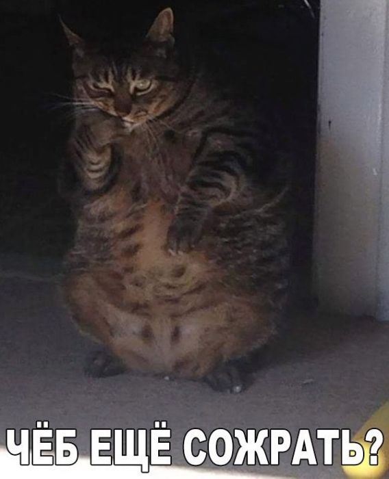 Коты и Кошки