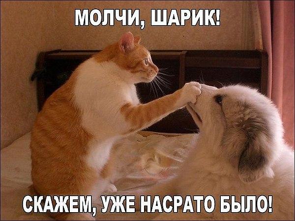 Немного веселых картинок из этих наших интернетов