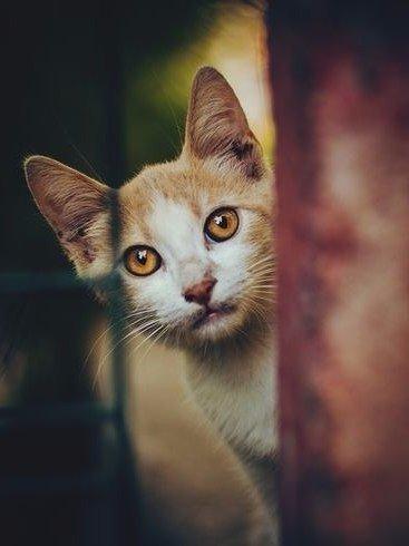 Фотобомбы котов