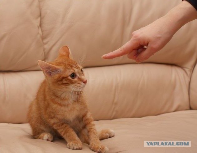 Котовторник (02.06.2009)