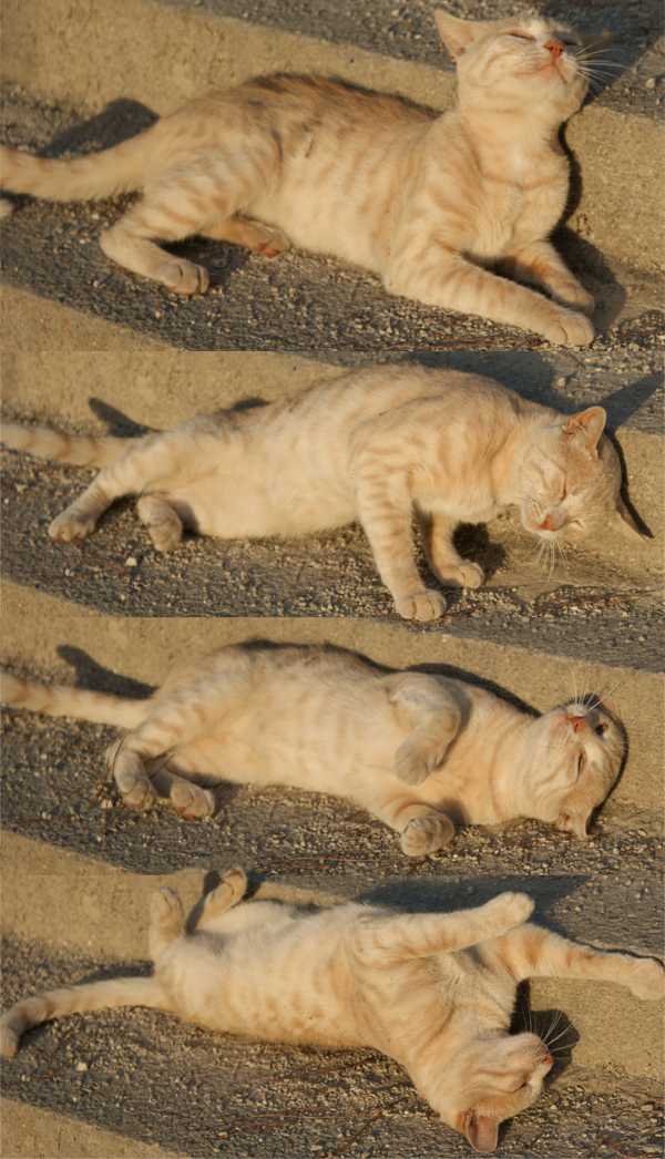 Котовторник и "Кошачьи дуркования"