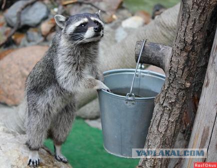 Деревенская Америка - 4