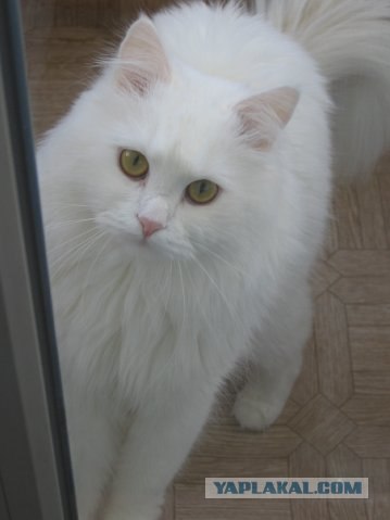 Котовторник стартует