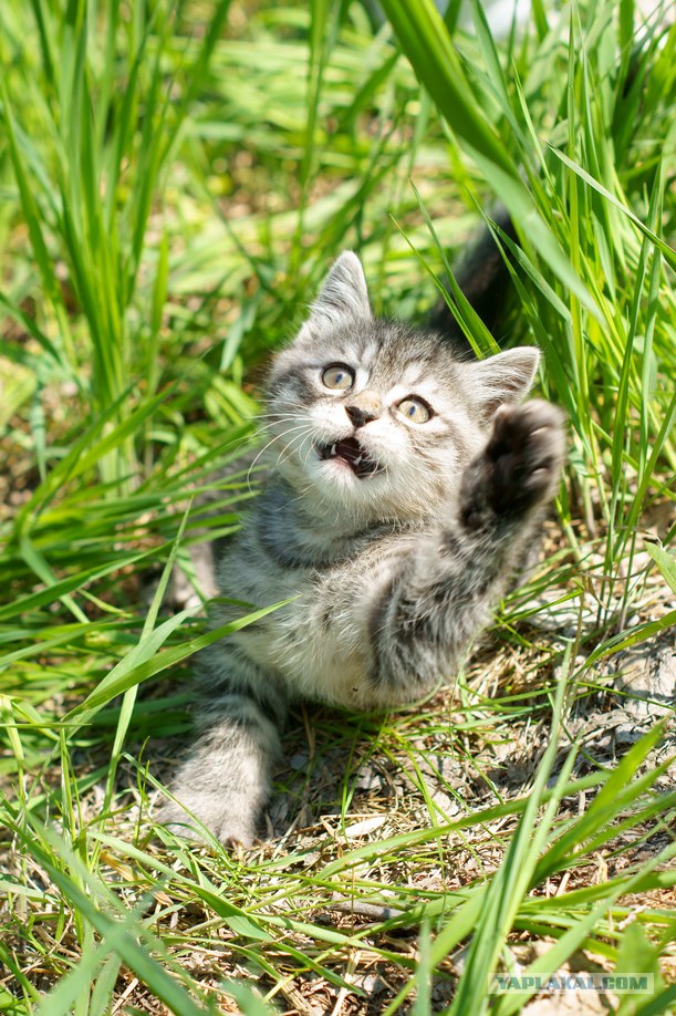 Начинаем котовторник!