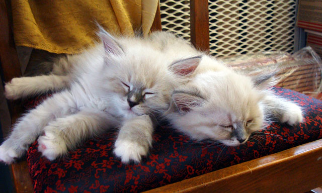 Котовторник  07.06.11