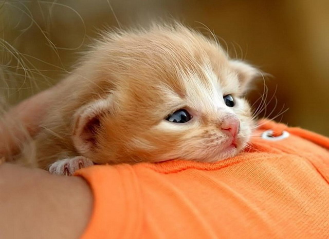 Котовторник!