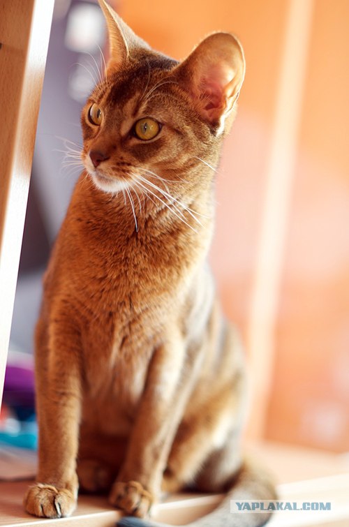 Котовторник (07.02.2012)