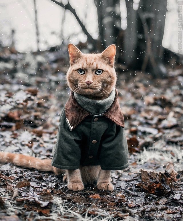 Прикольных котов пост