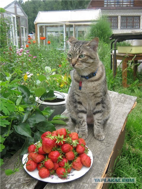 Котовторник 29.05.2012