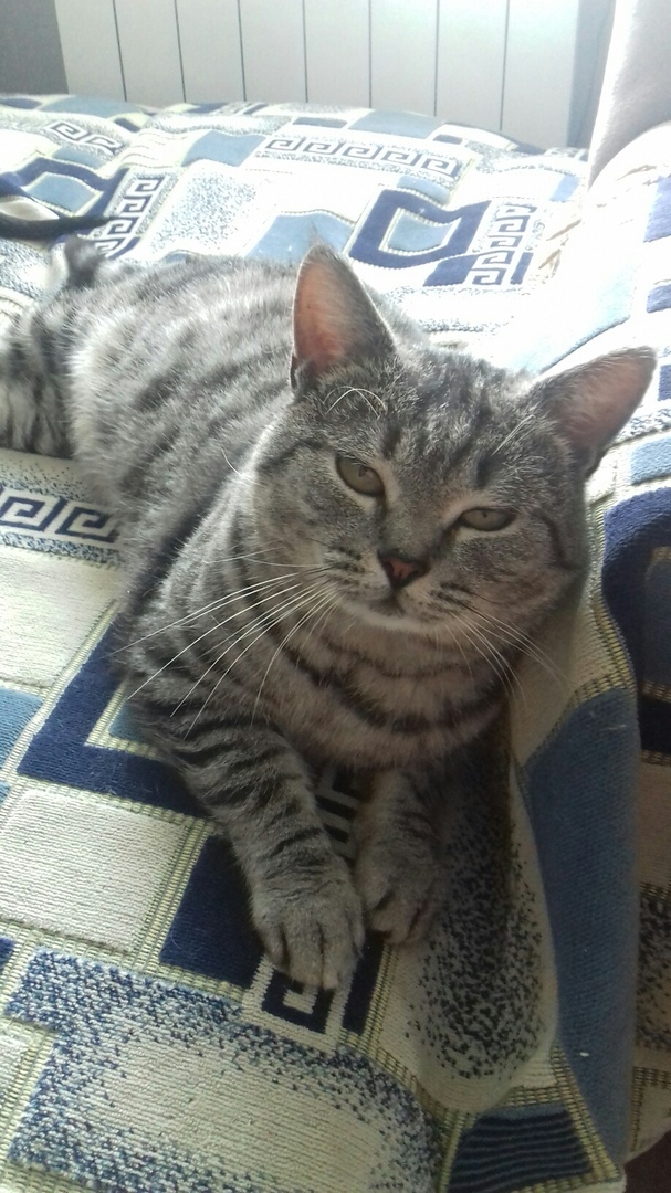 Прикольных котов пост