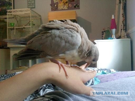 Как растут голуби