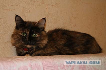 Котовторник *новогодний* 31/12/2019