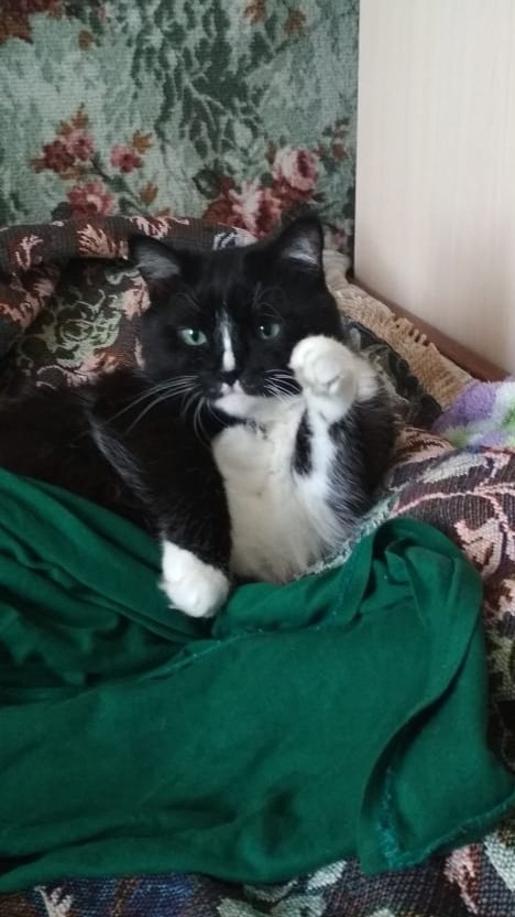 Котовторник 28.01.2020