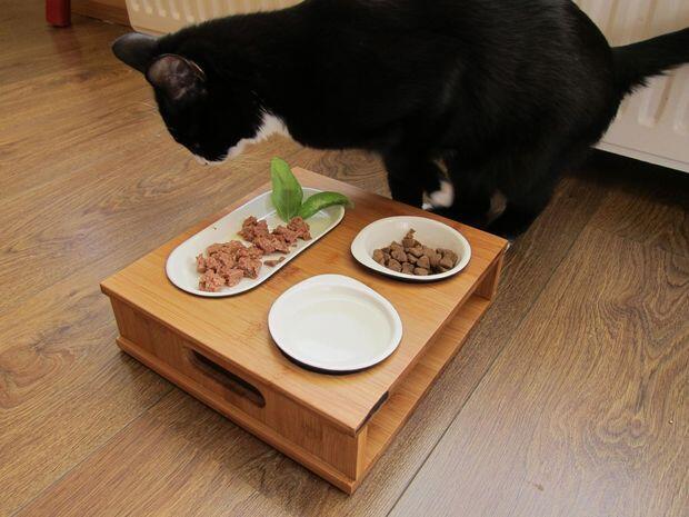 Котики