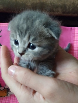 Котовторник 20.10.20