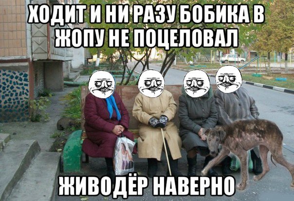 В Севастополе доберман набросился на хозяйку приюта бродячих собак, он покусал женщину и случайного прохожего