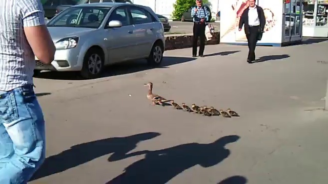 Серьезная дама