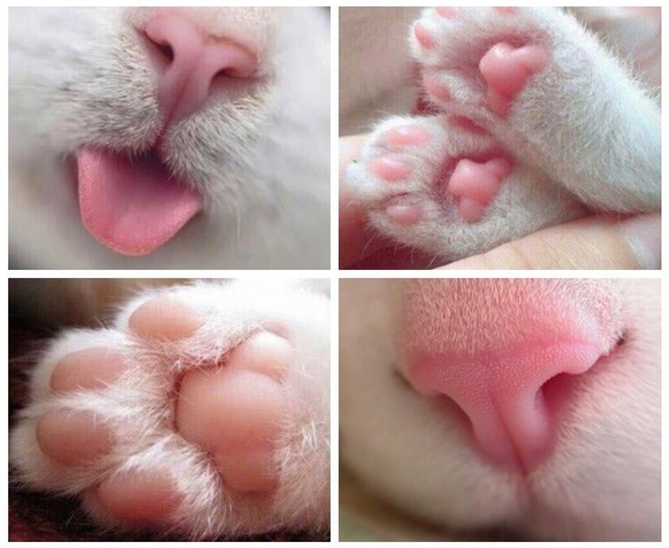 Кошечки картинки прикольные. Котики с розовыми лапками носиком. Немного милоты. Смешные коты апрель.