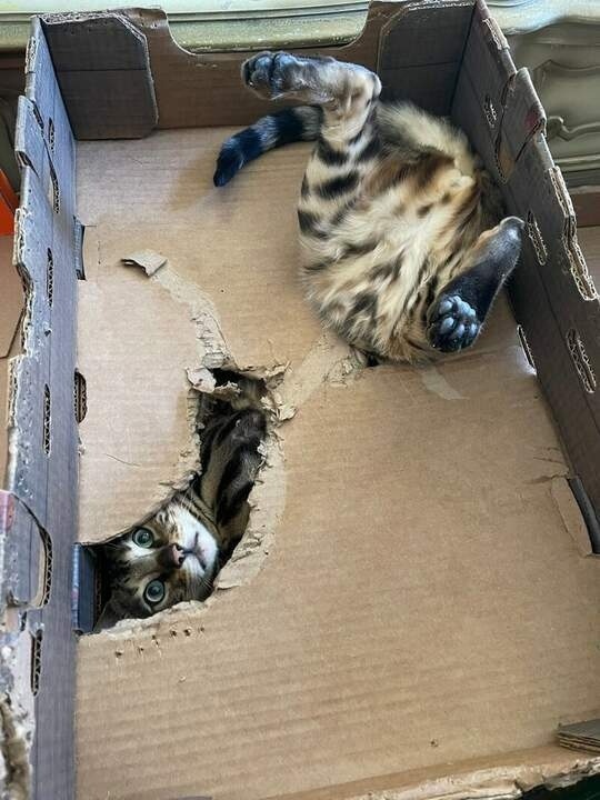 Кошачьи выкрутасы