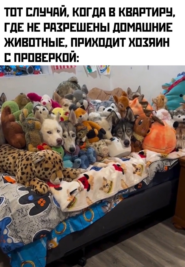 Весёлый полтишок 05.08.24