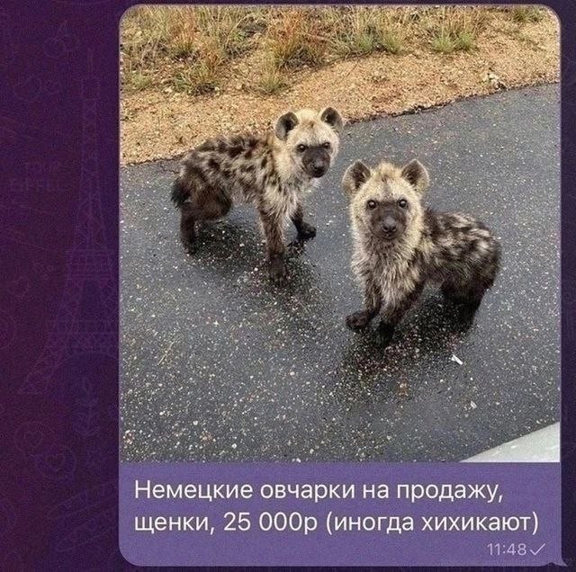 Так себе картинки 28.07.25