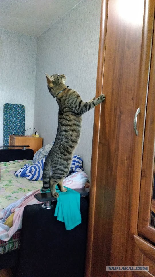 Ничего не имею против маленьких девушек