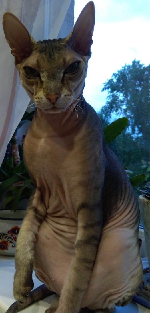 В защиту кошек породы Сфинкс канадский...
