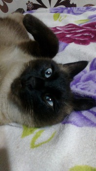 Котовторник 04.03.2014