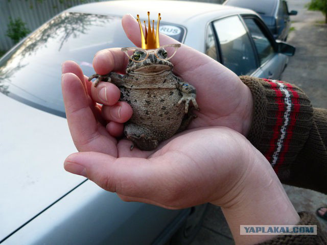 Случайный кадр