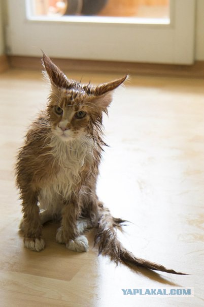 Котовторник 6.05.2014